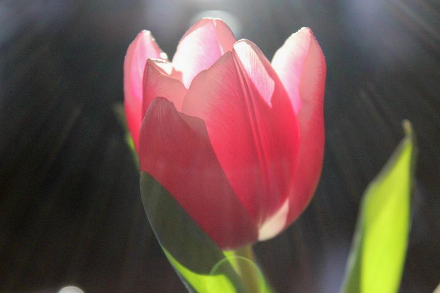 Tulip Shine Photograph by Jewels Hamrick