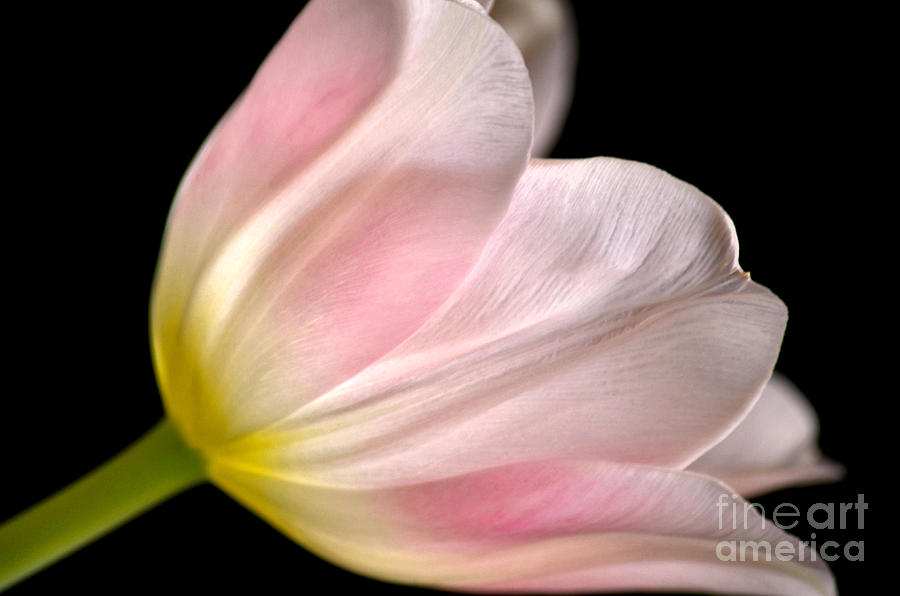 Tulip Splendor Photograph by Deb Halloran