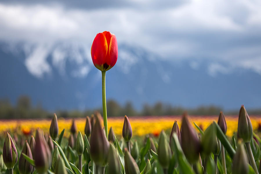 Tulip Photograph - Tulip standing tall by Pierre Leclerc Photography