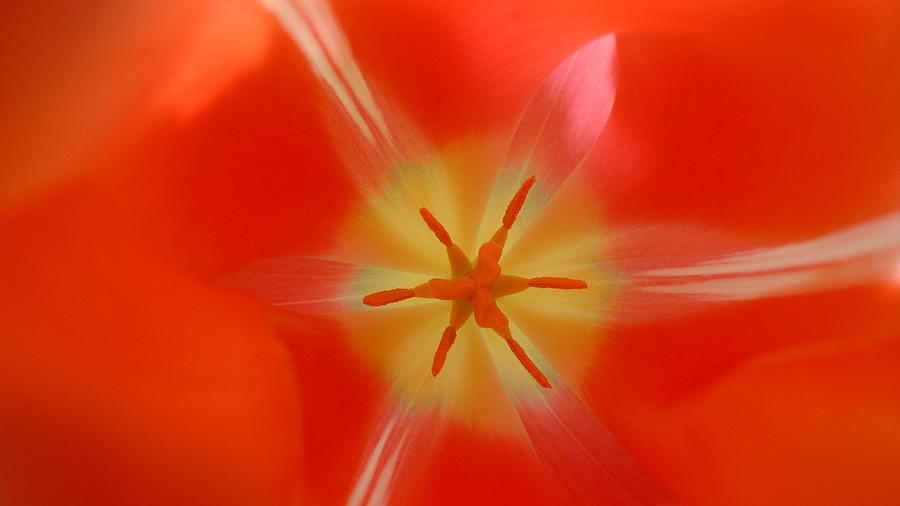 Tulip Star Photograph by Ronda Broatch
