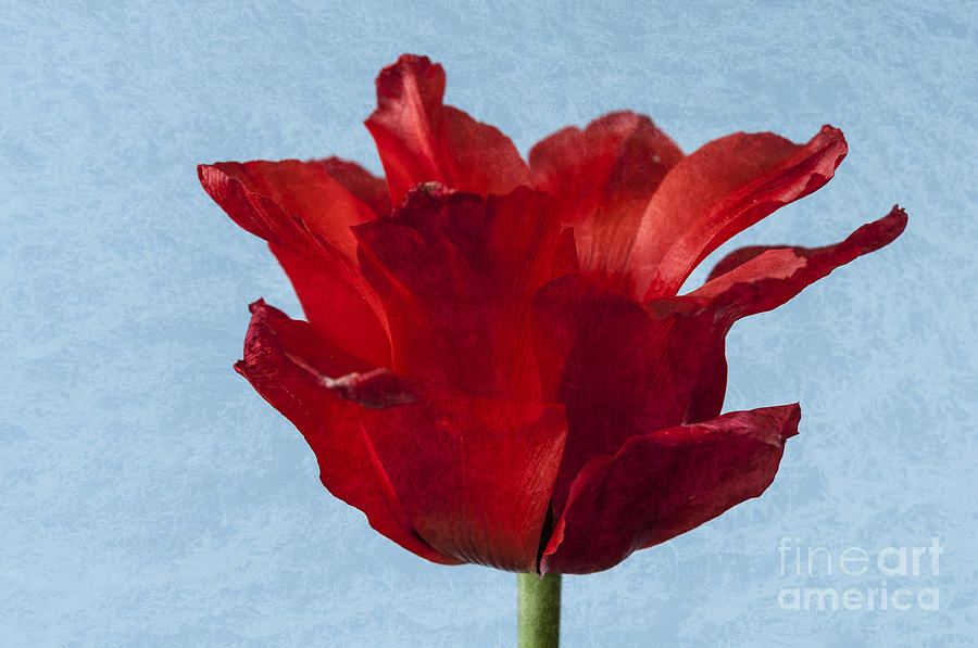 Tulip Photograph by Steve Purnell