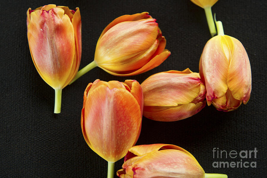Tulip Still Life Photograph by Jeanette French