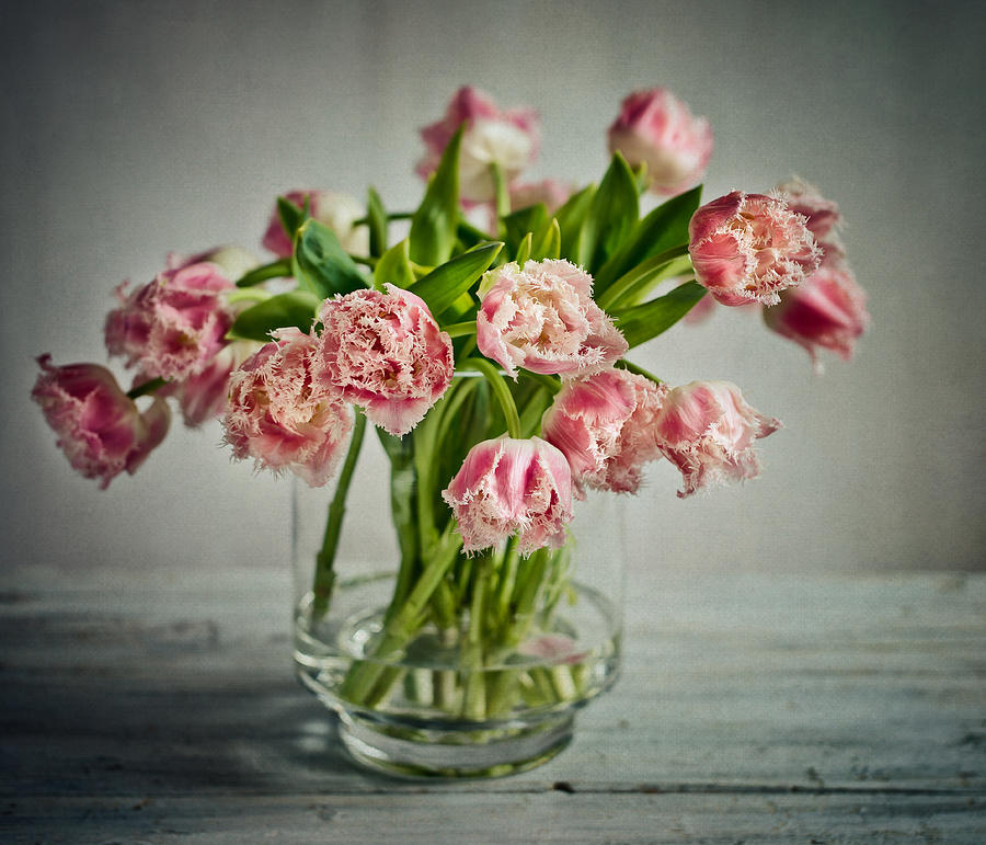 Tulip Photograph - Tulip Still Life by Nailia Schwarz