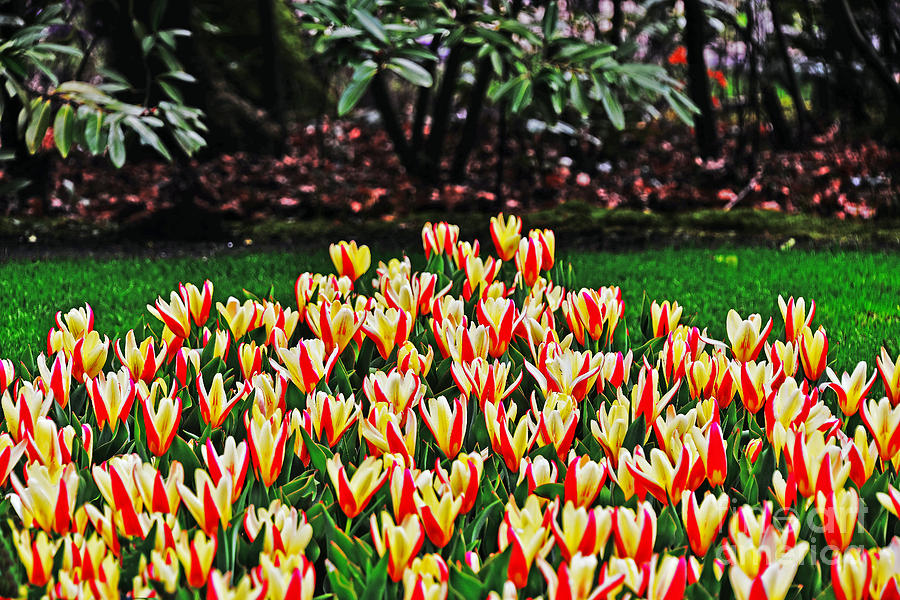 Tulip Stripe Garden Photograph by Elvis Vaughn