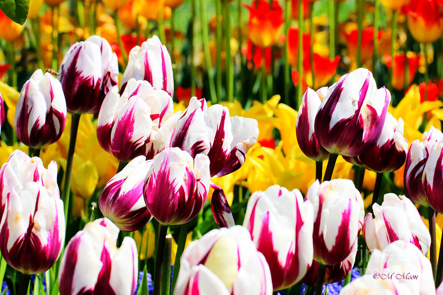 Tulip Stripes - Mount Vernon Washington Photograph by Tap On Photo
