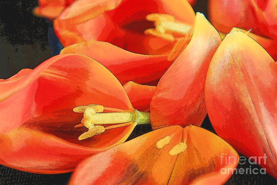 Tulip Study 6 Photograph by Jeanette French