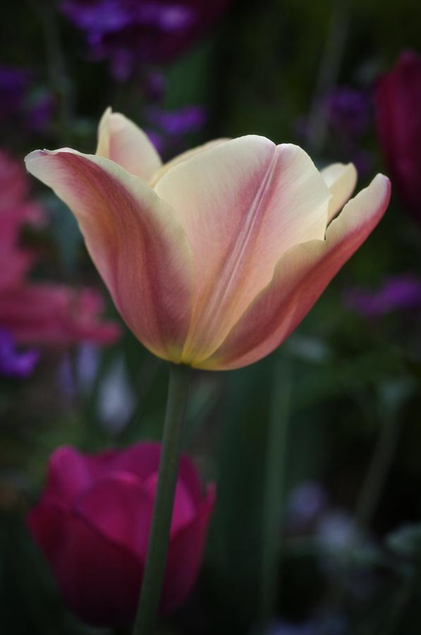 Tulip Study No. 4 Photograph by Richard Cummings