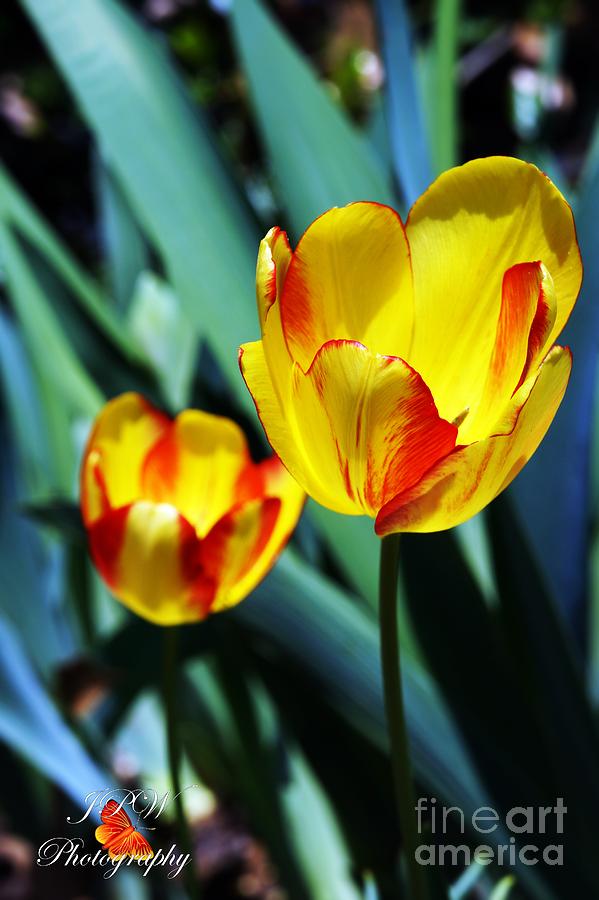 Flower Photograph - Tulip Sun Burst by Jannice Perdomo-Walker