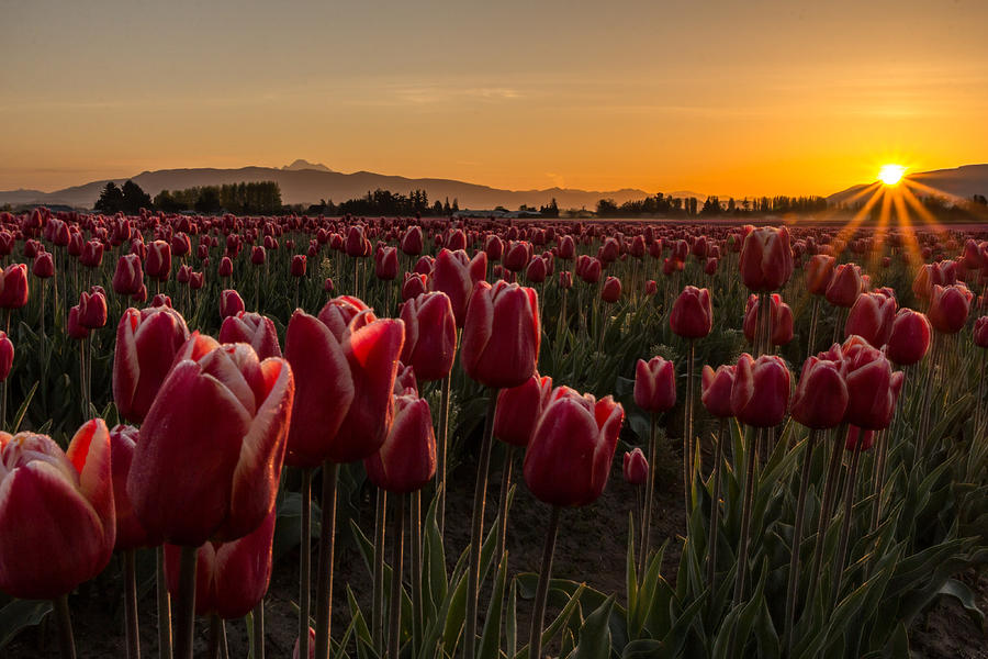 Tulip Sunrise Photograph