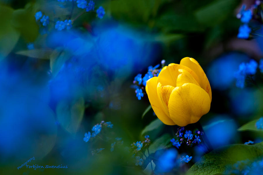 Tulip surronded of Forget-me-not Photograph by Torbjorn Swenelius