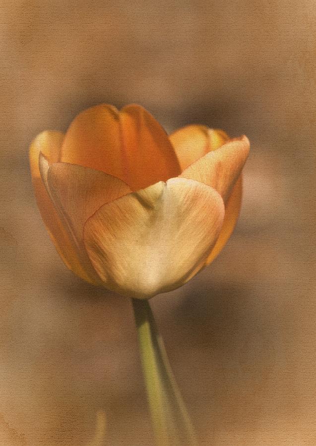 Tulip Tango Photograph by Richard Cummings