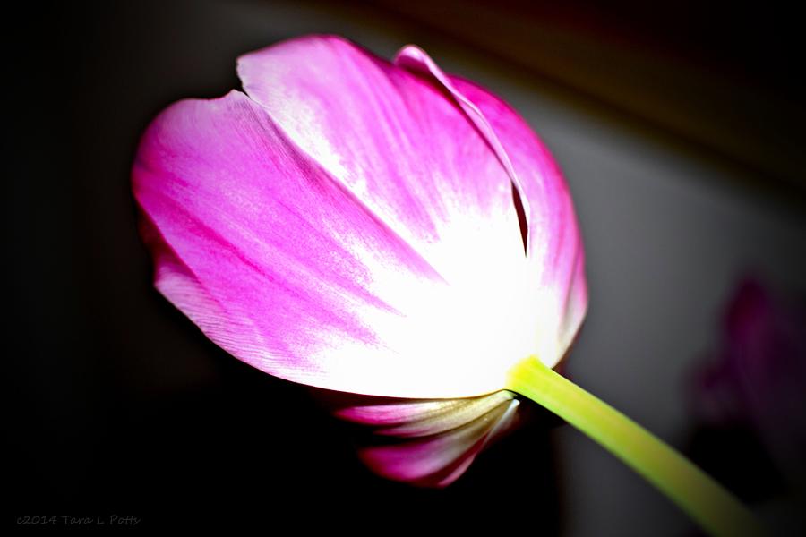 Tulip Photograph - Tulip by Tara Potts