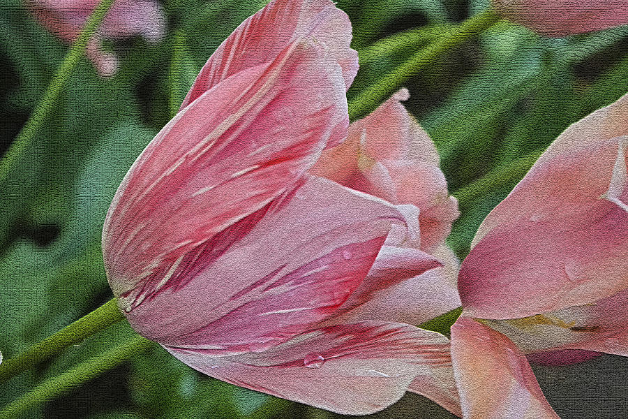 Tulip Tears Photograph by Barbara Dean