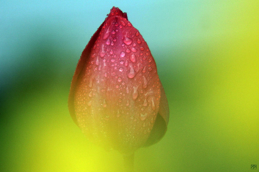 Tulip Tears Photograph by John Meader