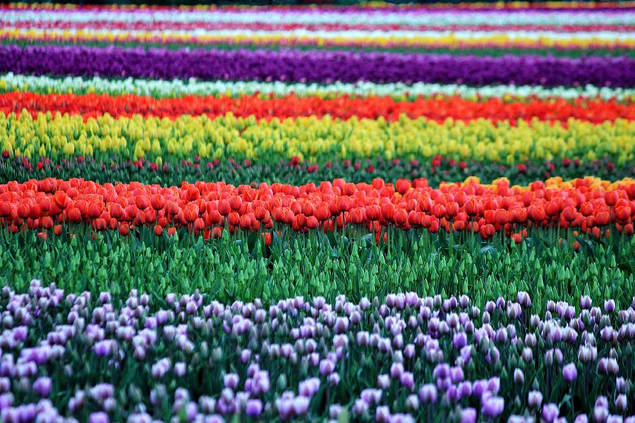 Tulip Tiers Photograph by Benjamin Yeager