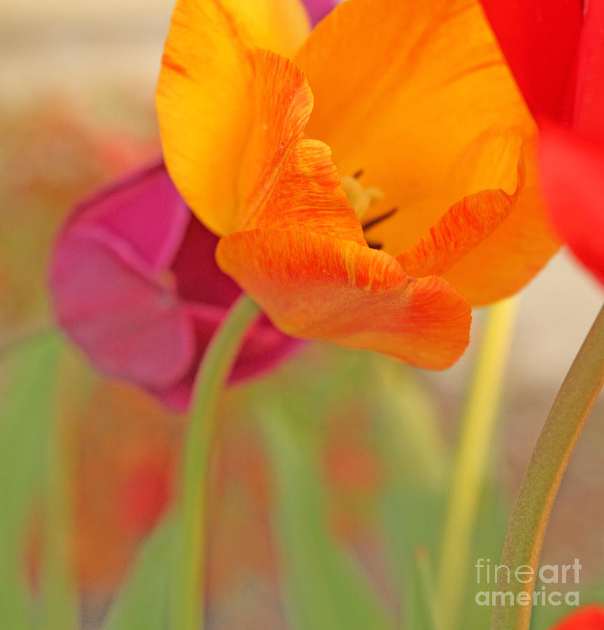 Tulip Time Photograph by Betty Morgan