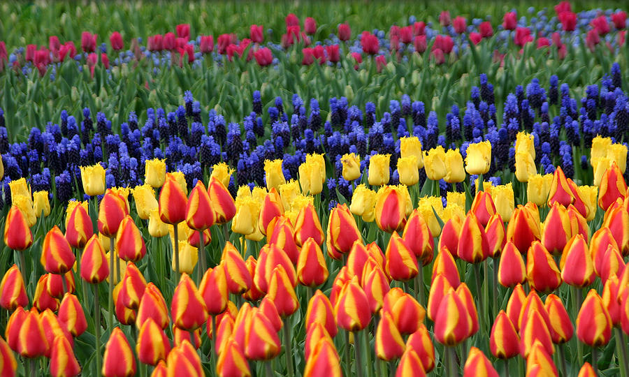 Tulip time in Amsterdam Photograph by Perry Frantzman