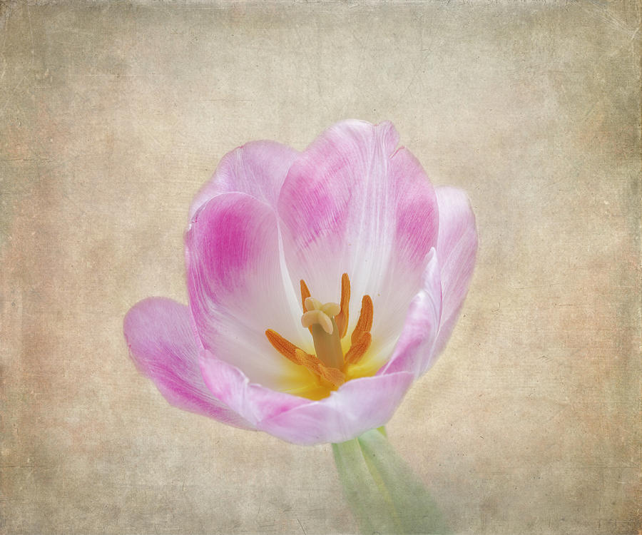 Tulip Photograph - Tulip Time by Kim Hojnacki