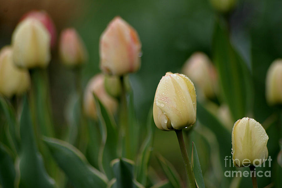 Tulip Time Photograph by Living Color Photography Lorraine Lynch