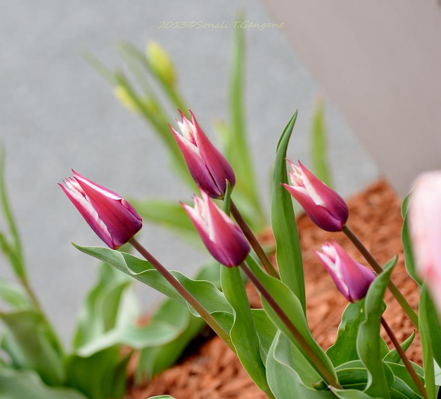 Tulip time Photograph by Sonali Gangane