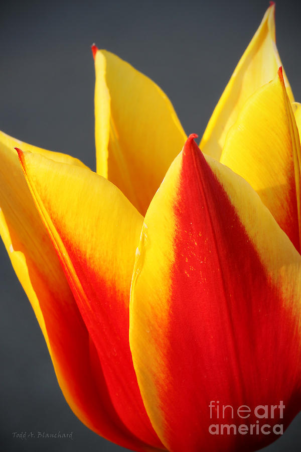 Tulip Photograph by Todd Blanchard