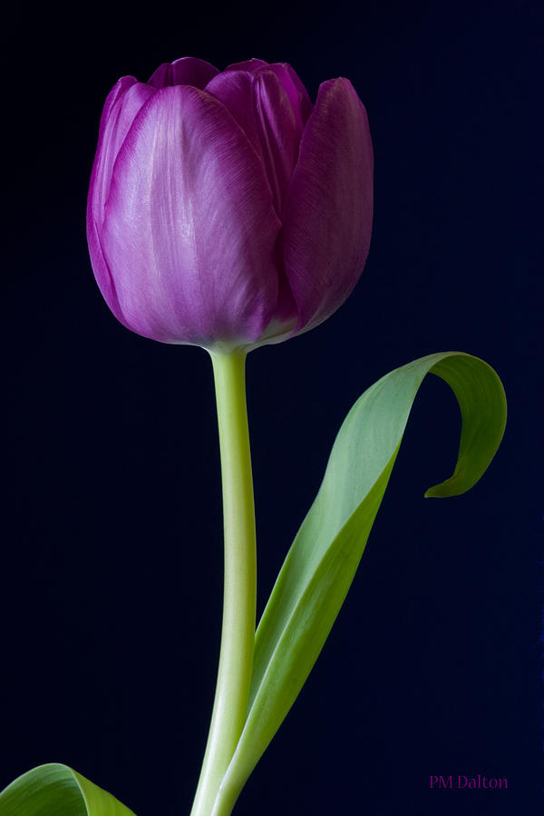 Tulip Photograph - Tulip Too by Paulette Moran Dalton