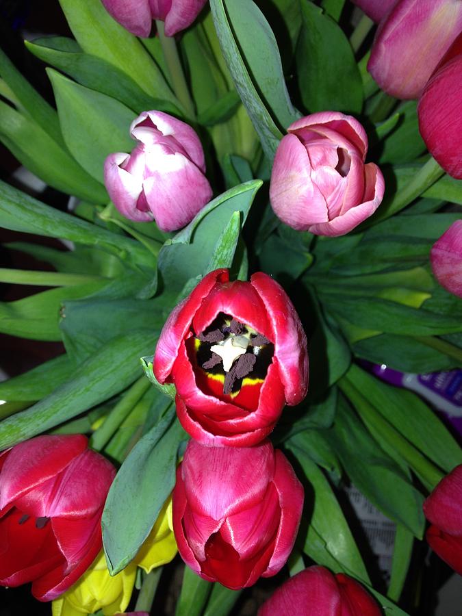 Tulip Photograph - Tulip Tops by Marian Lonzetta
