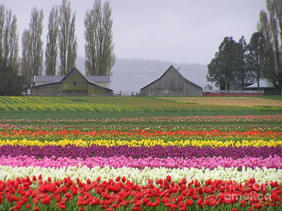 Tulip Photograph - Tulip Town Barns by Louise Magno