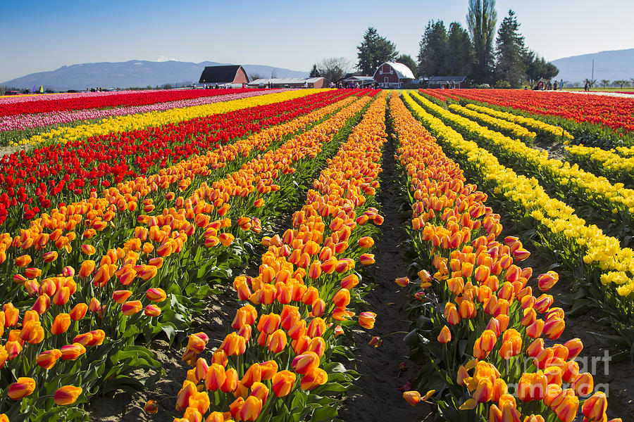 Tulip Town Photograph by Sonya Lang
