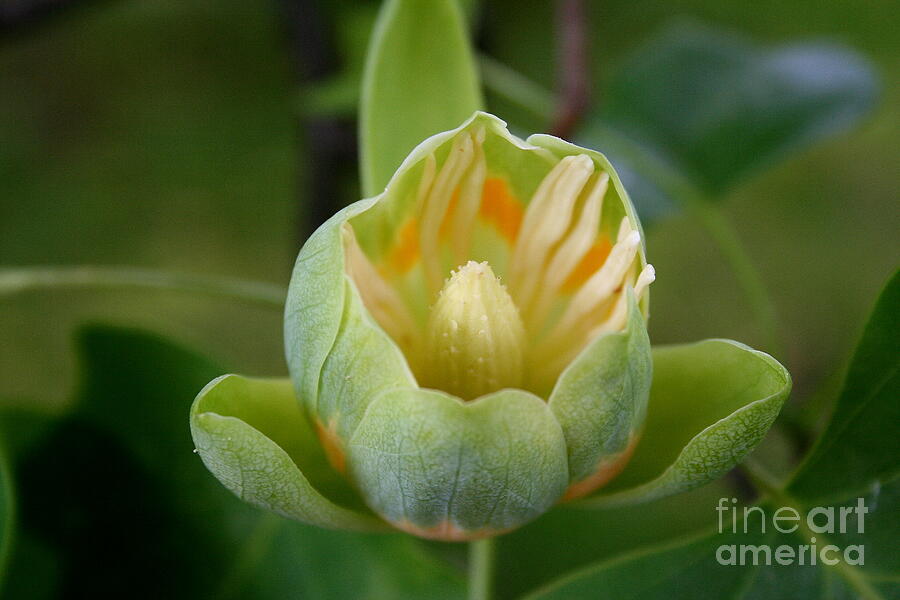 Tulip Tree Bloom Photograph by Christiane Schulze Art And Photography