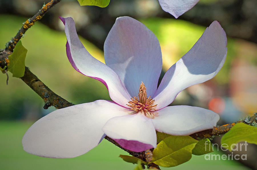 Tulip Tree Bloom Photograph by Gwyn Newcombe