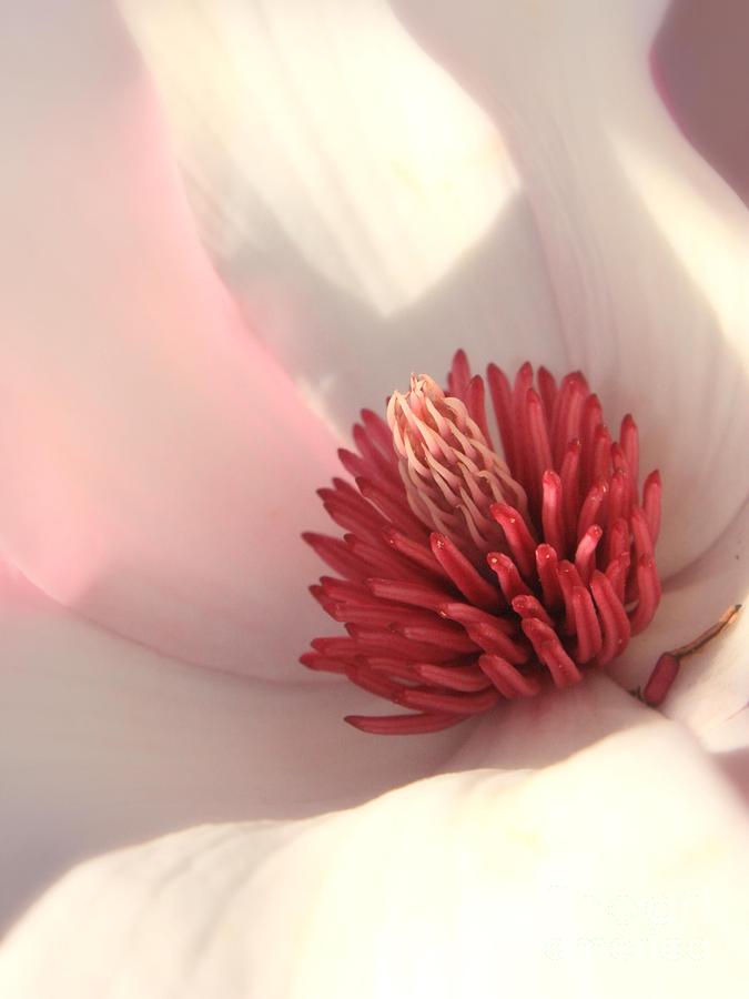 Tulip Tree Blossom Photograph by Carol Groenen