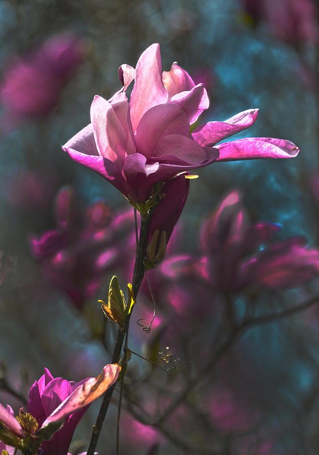 Tulip Tree Blossom Photograph by Sandi OReilly