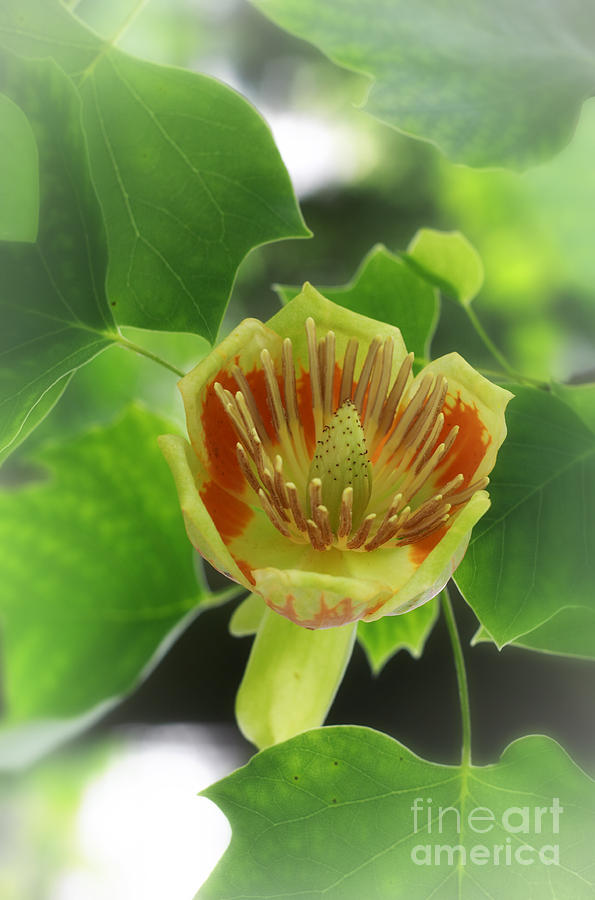 Tulip Tree Photograph by Charline Xia