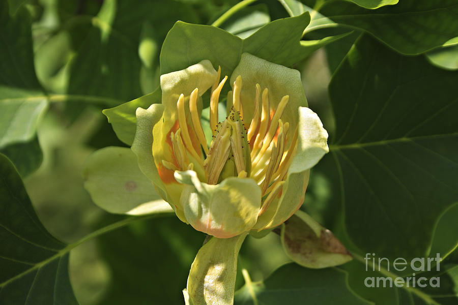 Magnolia Movie Photograph - Tulip tree by Dan Radi