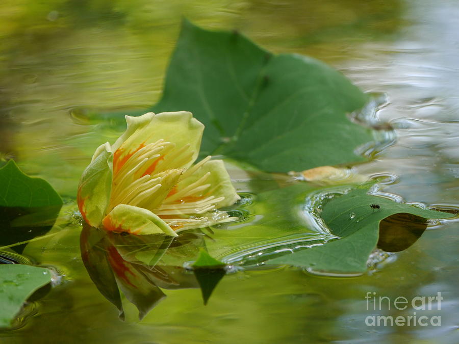 Tulip Leaves Photograph - Tulip Tree Flower by Jane Ford
