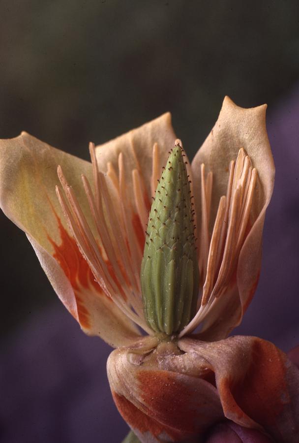 Tulip Tree Flower Photograph by Retro Images Archive