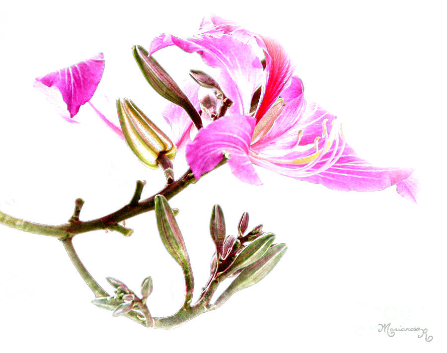 Tulip Tree Flowers Digital Art by Mariarosa Rockefeller