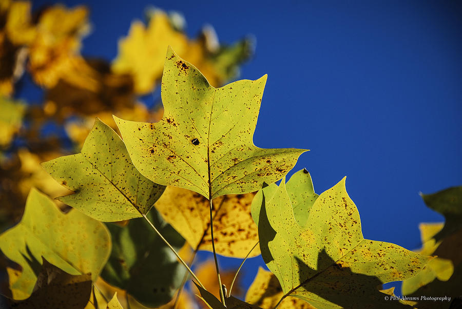 Tulip Tree in Autumn Photograph by Phil Abrams