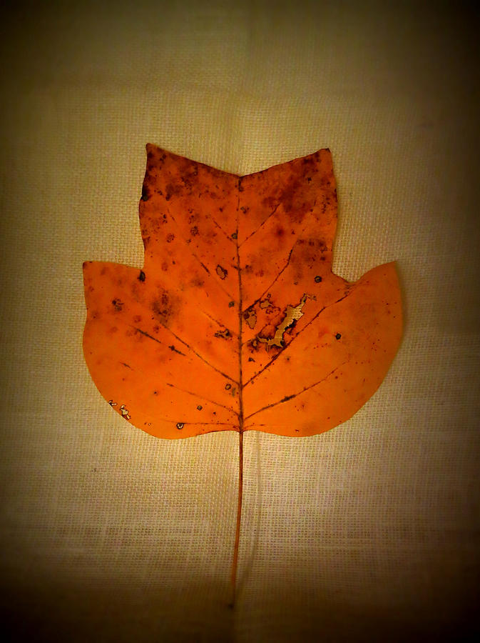 Tulip Tree Leaf Photograph by Patricia Januszkiewicz