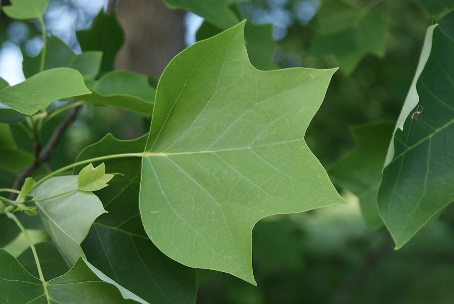 Tulip Tree Leaf Photograph by Rob Luzier - Fine Art America