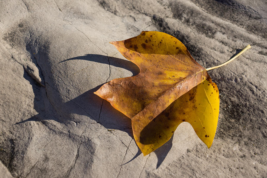 Fall Photograph - Tulip Tree Leaf - Shadow and Light by Georgia Mizuleva