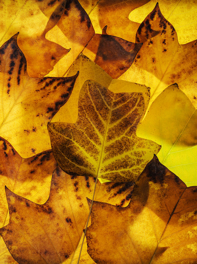 Tulip tree leaves in autumn Photograph by Vishwanath Bhat