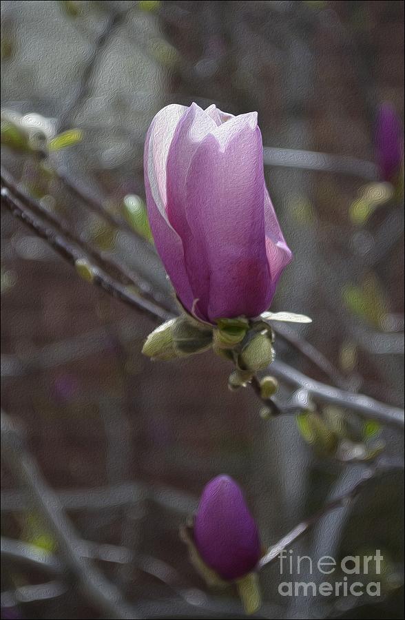 Tulip Tree Photograph by Linda Steele
