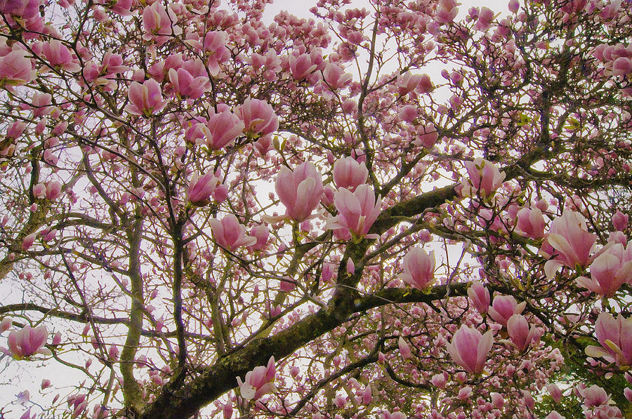 Tulip Tree Photograph by Sherri Meyer