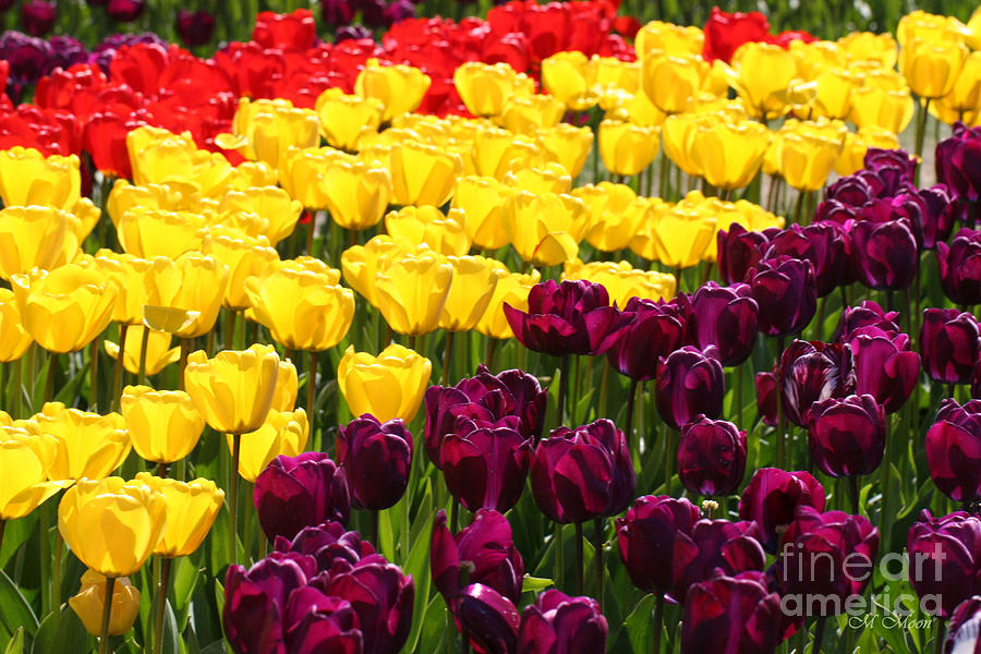 Tulip Tri-color - Mount Vernon Washington Photograph