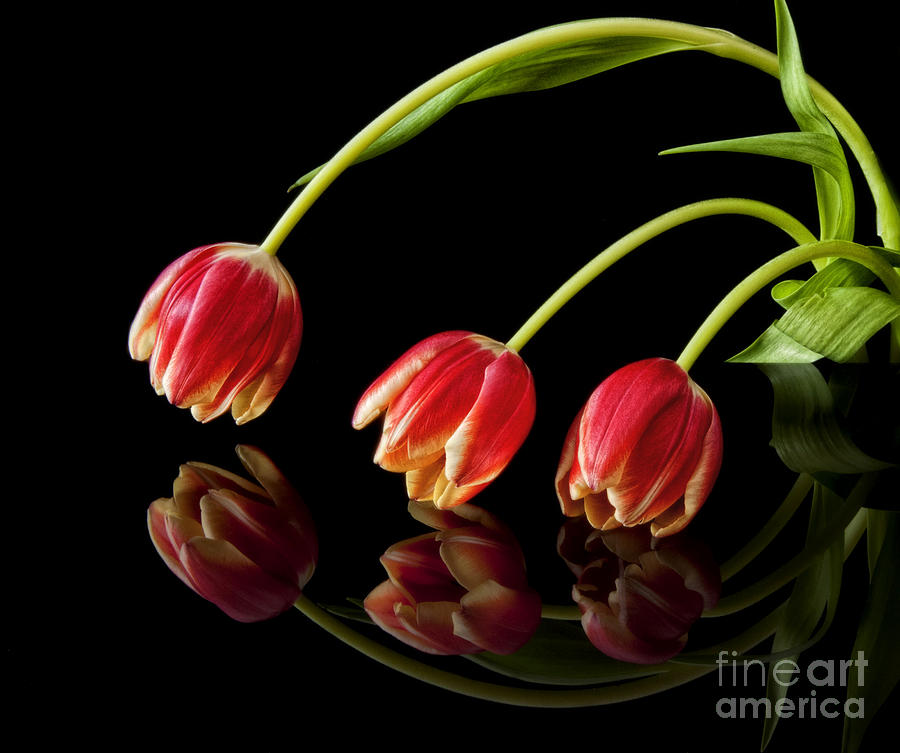 Tulip Photograph - Tulip Trio by Claudia Kuhn
