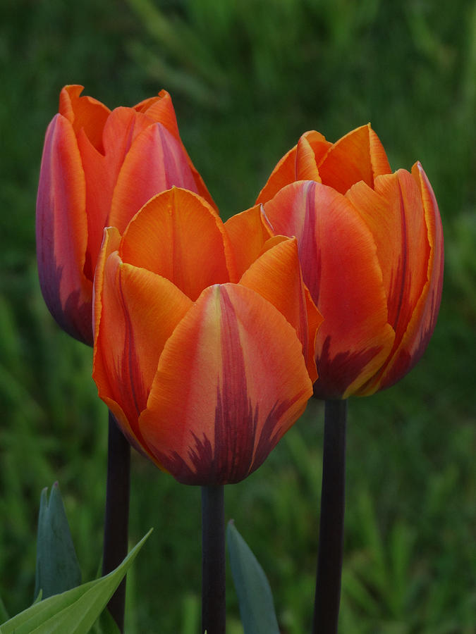 Tulip Trio Photograph by David T Wilkinson
