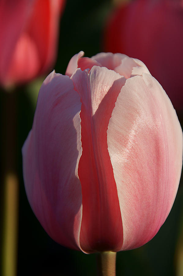 Tulip Trio Photograph by Leda Robertson