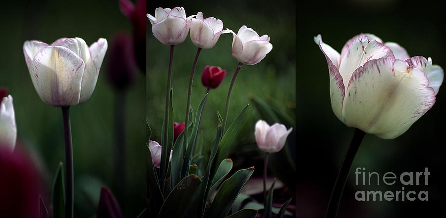 Tulip Trio Photograph by Sharon Elliott